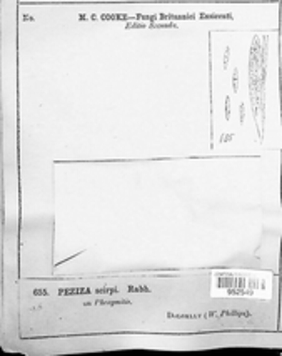 Niptera image